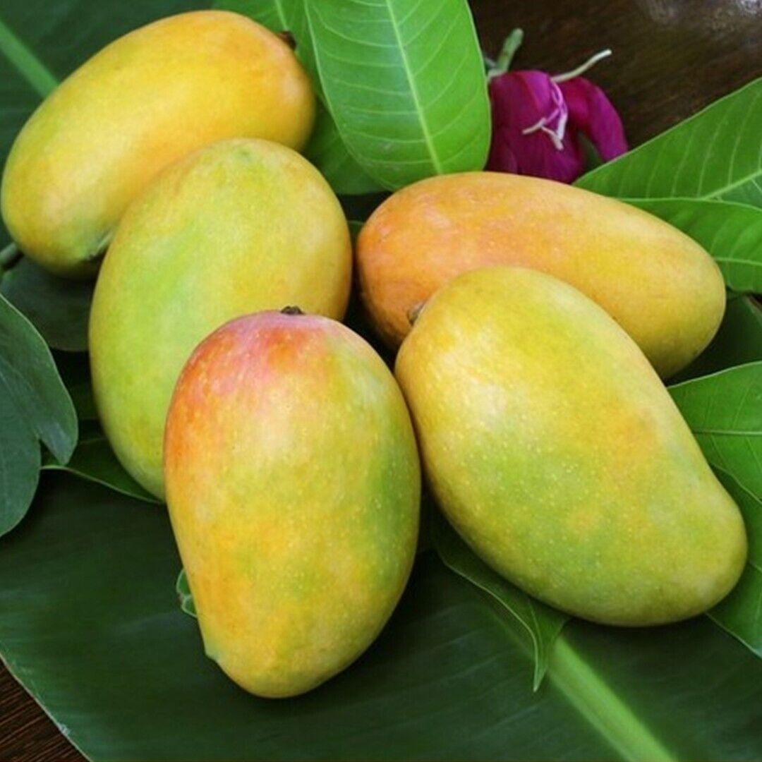 Fresh Kesar Mangoes 6 Pieces (~1.2Kg)