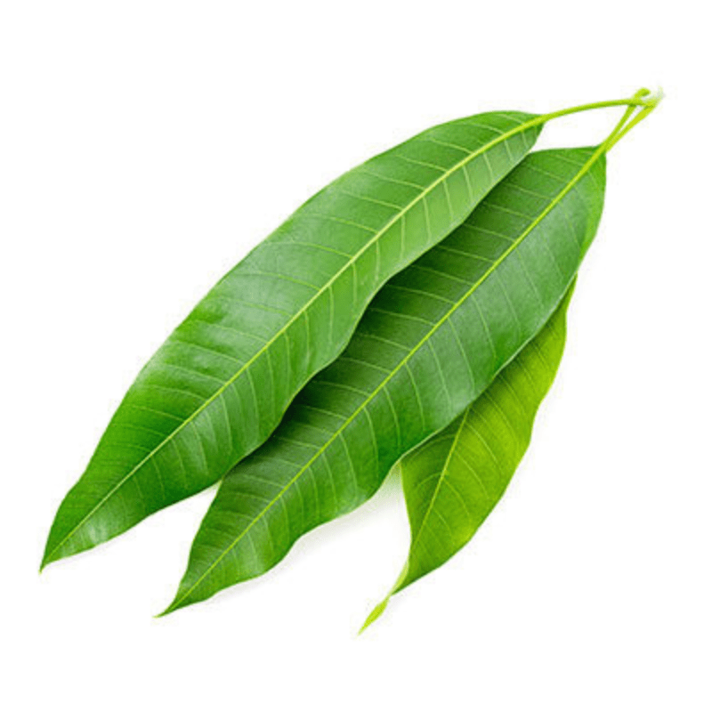 Fresh Mango Leaves 1 Bunch (10 Leaves)