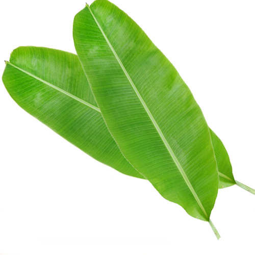 Fresh Banana Leaf 1 Piece